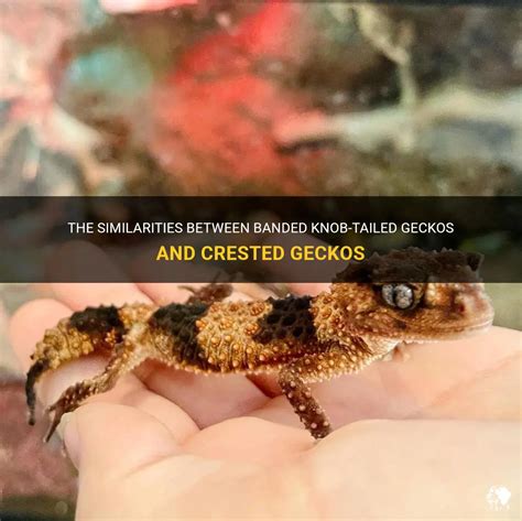 are banded knob tailed geckos similar to crested geckos